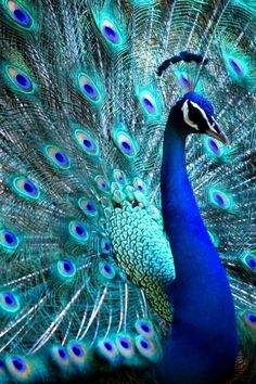 a peacock with its feathers spread out