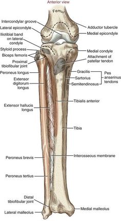 the structure of a long bone and its major bones, including the lower extenss