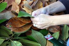 a woman is trimming leaves with scissors