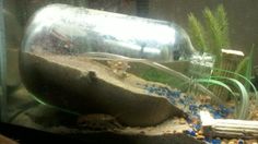 an empty bottle sitting on top of a rock in a tank filled with plants and rocks