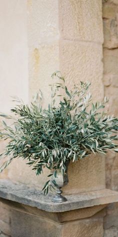 an olive tree in a vase on a stone table