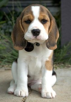 a beagle puppy is sitting on the ground