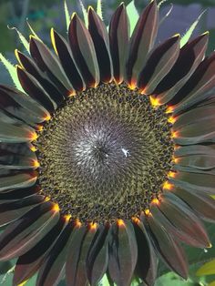 a large sunflower with red and yellow petals