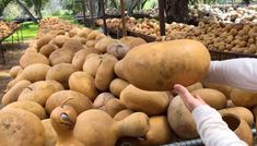 a person reaching for some kind of squash