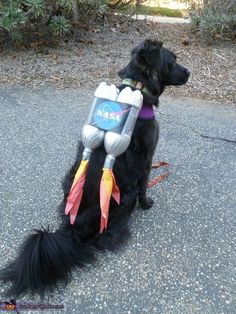 a black dog sitting on the ground wearing a costume