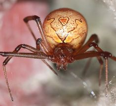 a close up view of a spider with an orange orb on its head and legs