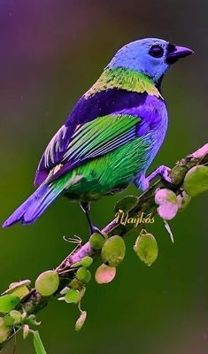 a colorful bird sitting on top of a tree branch