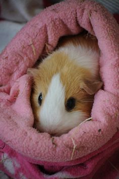 a brown and white guinea pig in a pink blanket