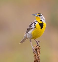 a yellow and black bird sitting on top of a plant