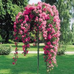 pink flowers growing on the side of a tree in a park with green grass and trees behind it