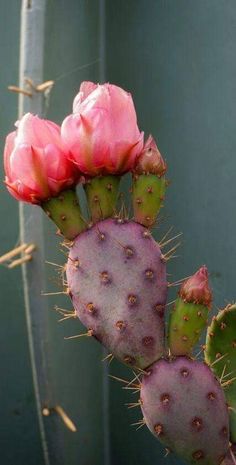 two pink flowers blooming from the top of a cactus