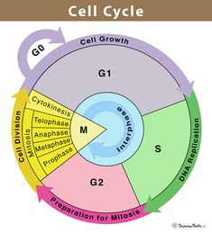 the cell cycle is shown with arrows pointing in different directions and numbers on each side