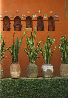 there are many potted plants in front of an orange wall