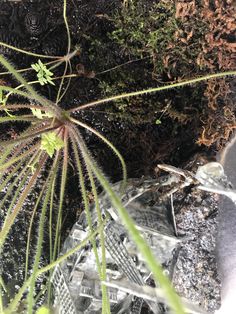 the plant is growing out of the ground next to some rocks and dirt on the ground