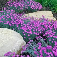 purple flowers are growing next to large rocks