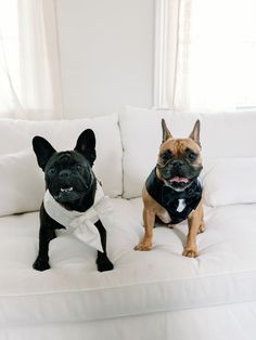 two small dogs sitting on top of a white couch