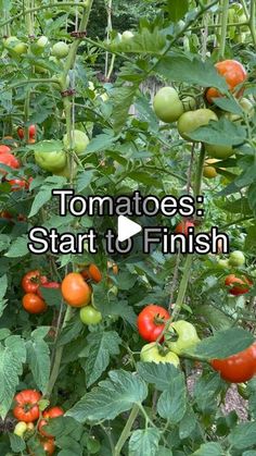 tomatoes growing in the garden with text that reads tomatoes start to finish