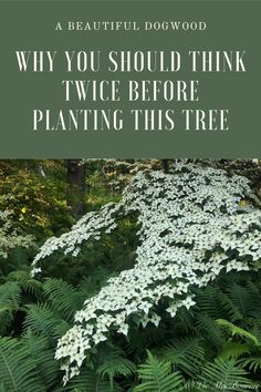 white flowers and ferns with the words why you should think twice before planting this tree