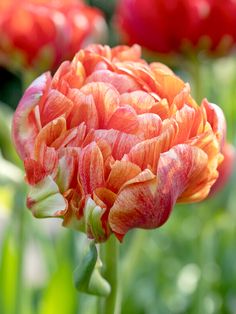 an orange and red flower is in the middle of some green grass with other flowers behind it