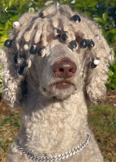 a white poodle with black beads on it's head