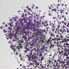 small purple flowers are in a glass vase