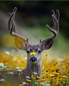 a close up of a deer with antlers on it's head and flowers in the foreground