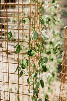 some green plants are growing on the side of a fenced in area with metal bars