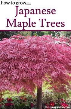 how to grow japanese maple trees