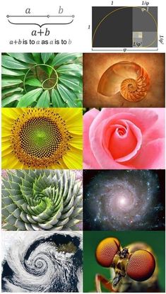 some pictures with different types of flowers and plants in them, including an image of a spiral