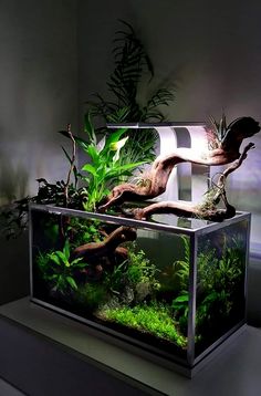 an aquarium with plants and rocks in it