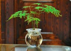 a glass vase filled with water and a plant in it on top of a table