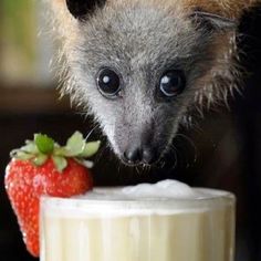 a small animal standing on top of a table next to a plate with a strawberry