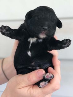 a small black puppy is being held in someone's hand with it's paws