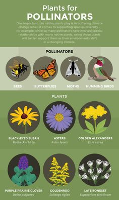 the different types of flowers and plants in this info sheet are labeled with their names