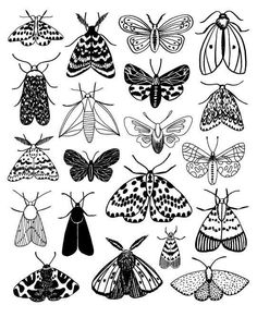 the different types of moths are shown in this black and white drawing, which is part of