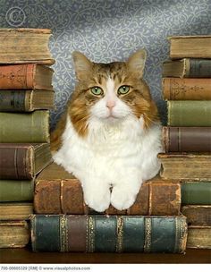 a cat sitting on top of a pile of books with green eyes and whiskers