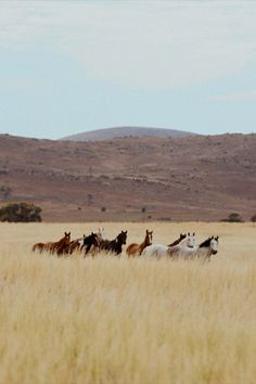 a group of horses running across a dry grass field