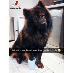 a large dog sitting on the floor with a cup in front of its paws and looking at the camera