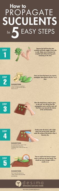 the steps to how to propagate succulents in 5 easy steps