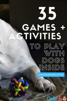 a white dog chewing on a toy with the words 35 games and activities to play with dogs inside