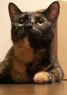 a cat sitting on the floor next to a cardboard box with its eyes wide open