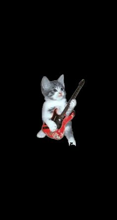 a cat is playing with a guitar in the dark, while sitting on it's hind legs