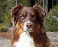 a brown and white dog sitting on top of a dirt field next to forest filled with trees