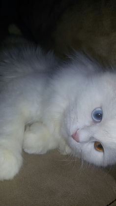 a white cat with blue eyes laying on its back