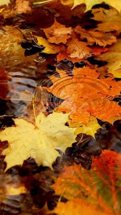 autumn leaves floating on the surface of water