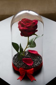 a red rose is in a glass dome