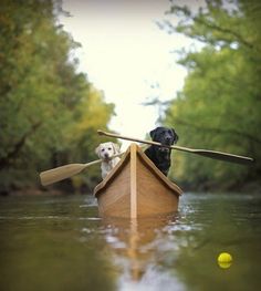 two dogs are in a canoe on the water with their paddles up and one dog is looking at the camera