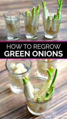 how to regrow green onions in small glasses