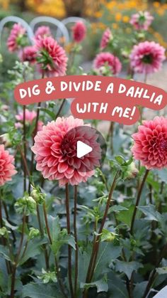 some pink flowers are blooming in a garden with the words dig & divide dahla with me