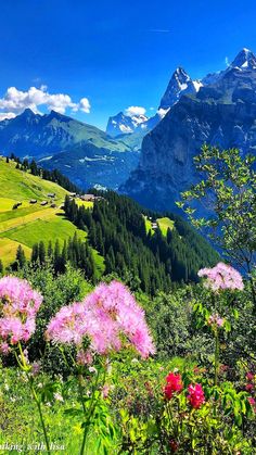 flowers in the foreground with mountains in the background